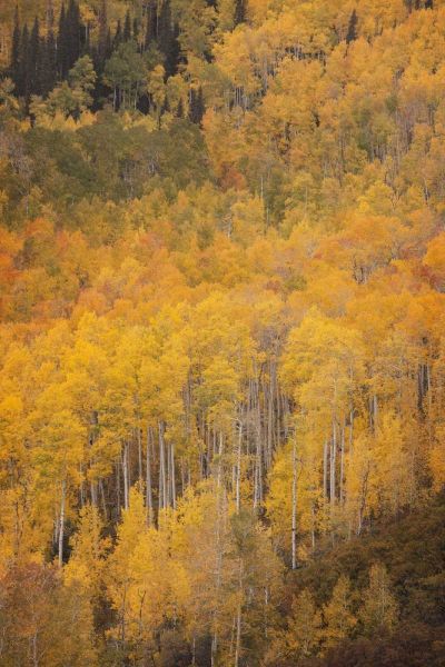 CO, Gunnison NF Aspen forest at peak autumn